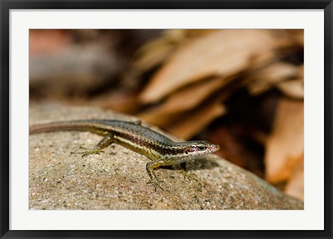 Framed Skink Lizard on Fregate Island, Seychelles, Africa Print