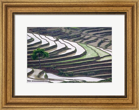 Framed Rice terraces, Yuanyang, Yunnan Province, China. Print
