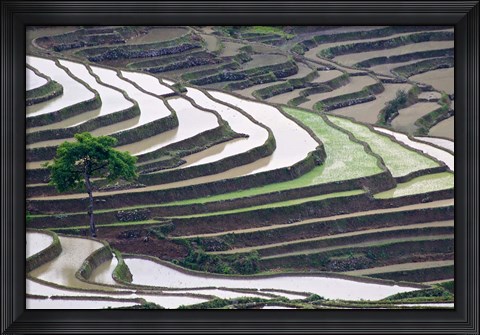 Framed Rice terraces, Yuanyang, Yunnan Province, China. Print