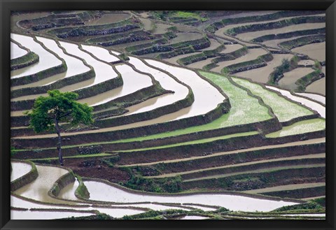 Framed Rice terraces, Yuanyang, Yunnan Province, China. Print