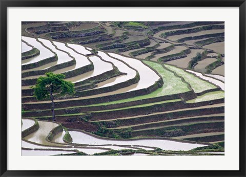 Framed Rice terraces, Yuanyang, Yunnan Province, China. Print