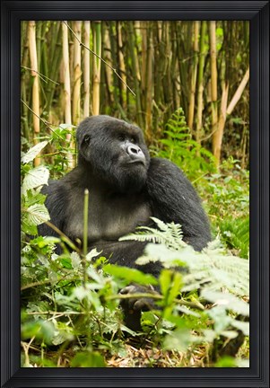 Framed Rwanda, Mountain Gorilla, Silverback Print