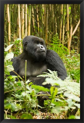 Framed Rwanda, Mountain Gorilla, Silverback Print