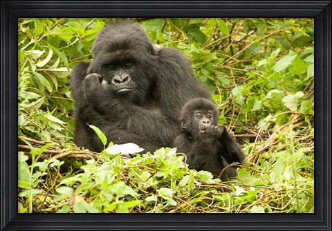 Framed Rwanda, Volcanoes NP, Mountain Gorilla with baby Print