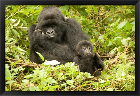 Framed Rwanda, Volcanoes NP, Mountain Gorilla with baby Print