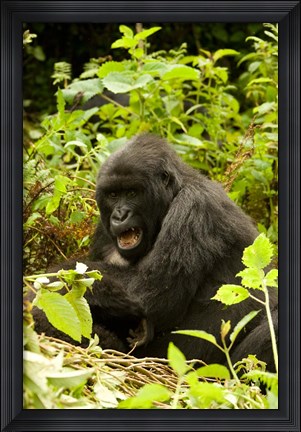 Framed Rwanda, Volcanoes NP, Mountain Gorilla Sitting Print