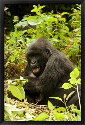 Framed Rwanda, Volcanoes NP, Mountain Gorilla Sitting Print