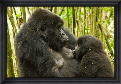 Framed Rwanda, VP, Baby Mountain Gorilla Breast Feeding Print