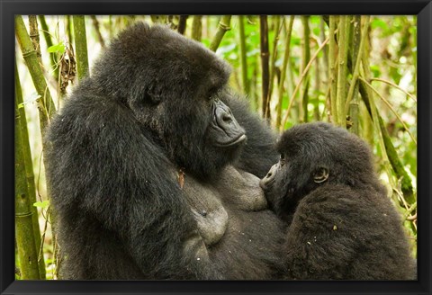 Framed Rwanda, VP, Baby Mountain Gorilla Breast Feeding Print