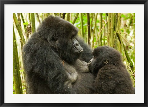 Framed Rwanda, VP, Baby Mountain Gorilla Breast Feeding Print