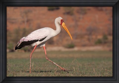 Framed Saddle-billed Stork, Chobe National Park, Botswana Print
