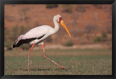 Framed Saddle-billed Stork, Chobe National Park, Botswana Print