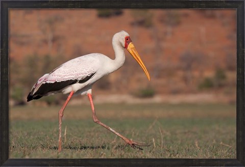 Framed Saddle-billed Stork, Chobe National Park, Botswana Print