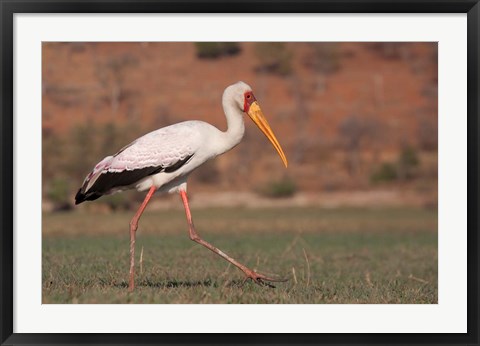 Framed Saddle-billed Stork, Chobe National Park, Botswana Print