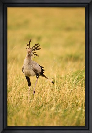 Framed Secretary Bird hunting for food, Lower Mara, Masai Mara Game Reserve, Kenya Print