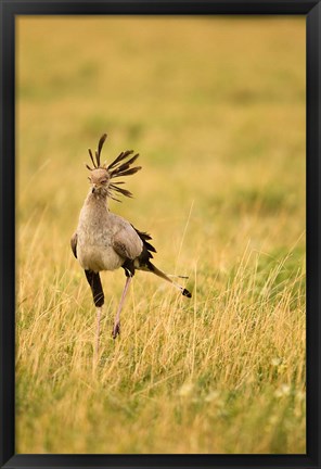 Framed Secretary Bird hunting for food, Lower Mara, Masai Mara Game Reserve, Kenya Print