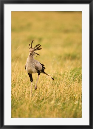 Framed Secretary Bird hunting for food, Lower Mara, Masai Mara Game Reserve, Kenya Print