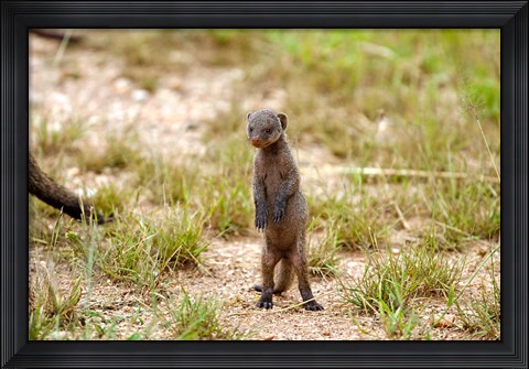 Framed Serengeti, Tanzania, Banded mongoose baby Print