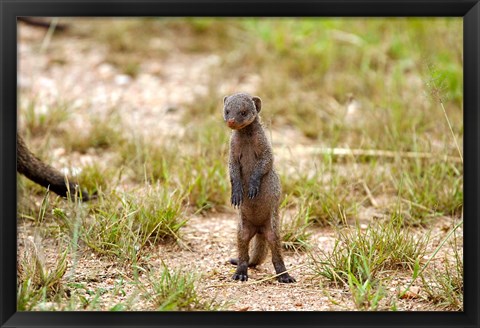 Framed Serengeti, Tanzania, Banded mongoose baby Print