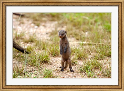Framed Serengeti, Tanzania, Banded mongoose baby Print
