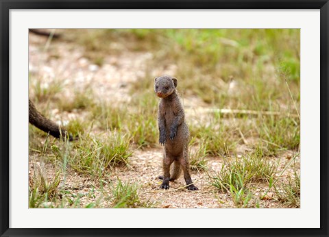 Framed Serengeti, Tanzania, Banded mongoose baby Print