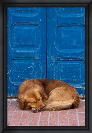 Framed Sleeping Dog, Essaouira, Morocco Print