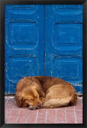 Framed Sleeping Dog, Essaouira, Morocco Print