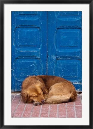 Framed Sleeping Dog, Essaouira, Morocco Print