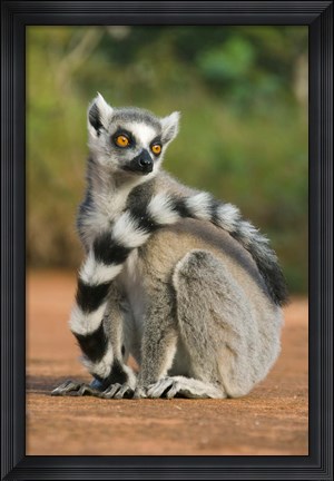 Framed Close up of Ring-tailed Lemur, Madagascar Print