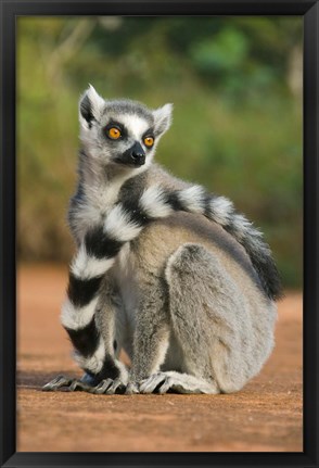 Framed Close up of Ring-tailed Lemur, Madagascar Print