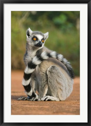 Framed Close up of Ring-tailed Lemur, Madagascar Print