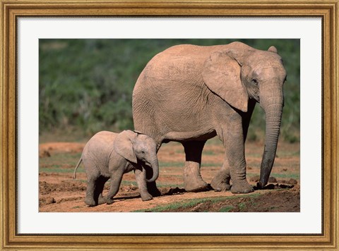 Framed South Africa, Addo Elephant NP, Baby Elephant Print