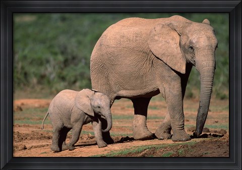 Framed South Africa, Addo Elephant NP, Baby Elephant Print