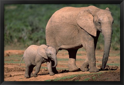 Framed South Africa, Addo Elephant NP, Baby Elephant Print