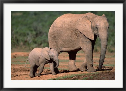 Framed South Africa, Addo Elephant NP, Baby Elephant Print