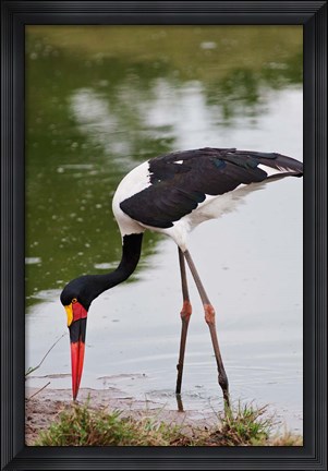 Framed Saddle-billed Stork, Maasai Mara Wildlife Reserve, Kenya Print