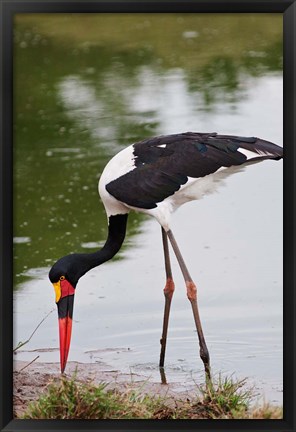 Framed Saddle-billed Stork, Maasai Mara Wildlife Reserve, Kenya Print