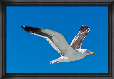 Framed Seagull, Walvis Bay, Erongo Region, Namibia. Print