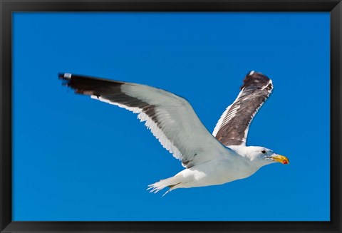 Framed Seagull, Walvis Bay, Erongo Region, Namibia. Print