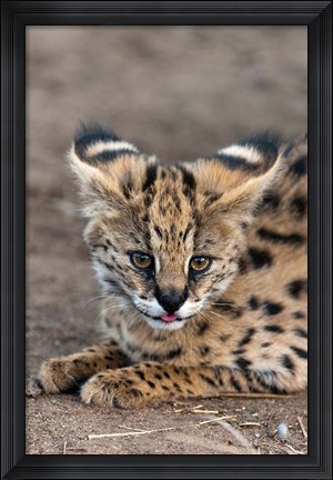 Framed Serval Cat, Kapama Game Reserve, South Africa Print