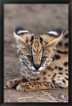 Framed Serval Cat, Kapama Game Reserve, South Africa Print