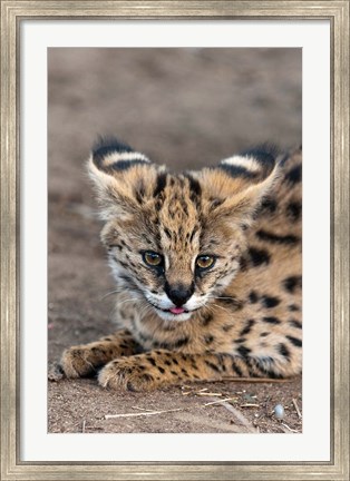 Framed Serval Cat, Kapama Game Reserve, South Africa Print