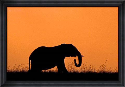 Framed Silhouette of Elephant at sunset, Masai Mara National Reserve, Kenya Print