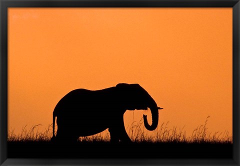 Framed Silhouette of Elephant at sunset, Masai Mara National Reserve, Kenya Print