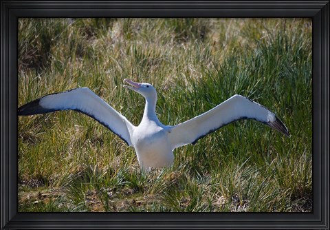 Framed Snowy Wandering Abatross bird, South Georgia, Antarctica Print