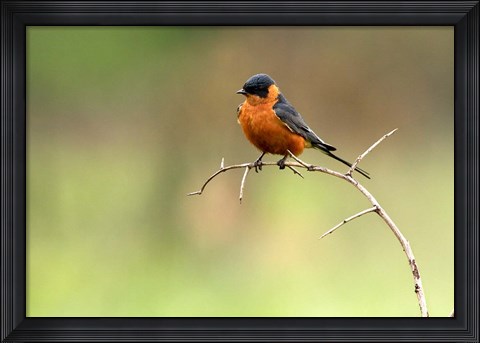 Framed Redbreasted Swallow, Hluhulwe, South Africa Print
