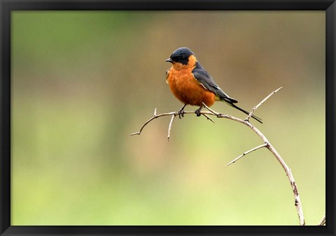 Framed Redbreasted Swallow, Hluhulwe, South Africa Print