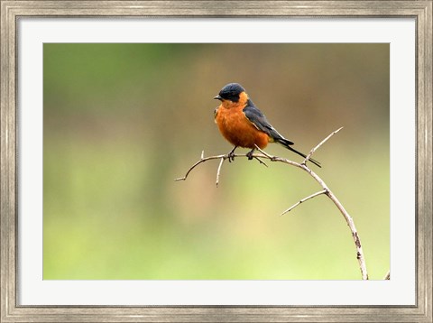 Framed Redbreasted Swallow, Hluhulwe, South Africa Print