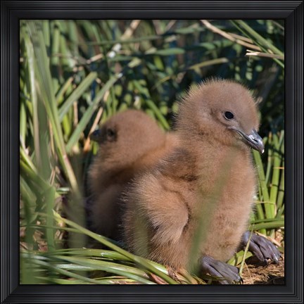 Framed Snowy Wandering Abatross bird, Prion, South Georgia Print