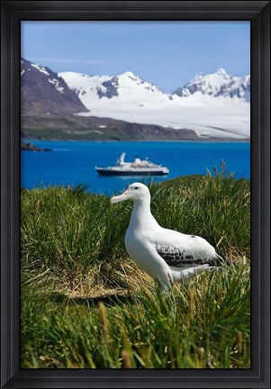 Framed Snowy Wandering Abatross bird, Prion Island, South Georgia Print